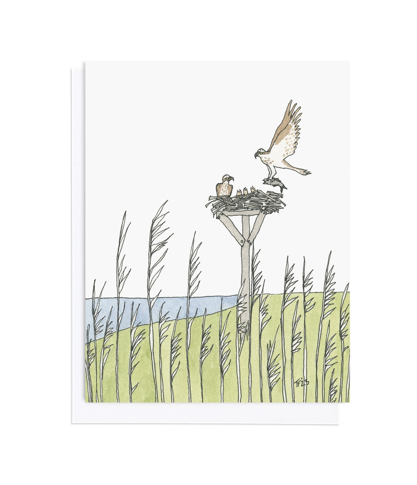 OC 006 - An Osprey Family