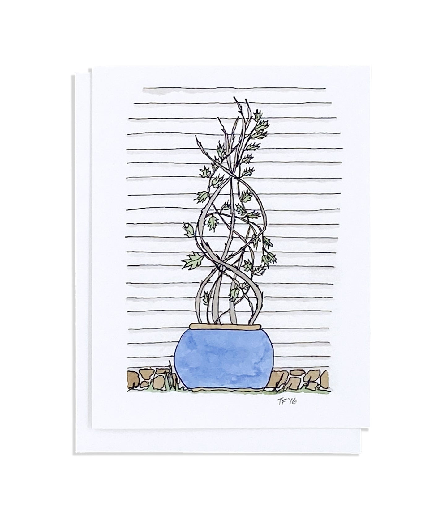 EV 008 - Nantucket Vine