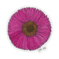 STBT - 023 Sticker Fuchsia Gerbera Daisy